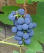 tn_gallery_14_247_6587.jpg