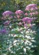 tn_gallery_14_247_78232.jpg