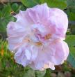tn_gallery_14_247_81925.jpg
