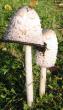 tn_gallery_14_247_92863.jpg