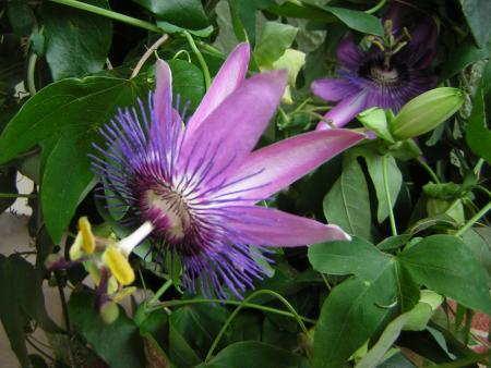 gallery_1262_257_111837.jpg