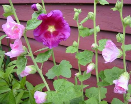gallery_14_178_24896.jpg