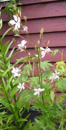 gallery_14_178_26425.jpg