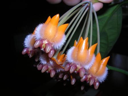 gallery_6805_185_101407.jpg