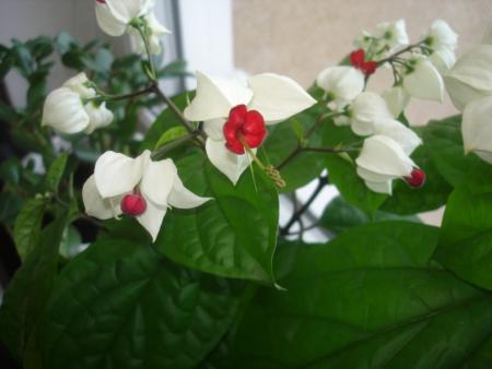 gallery_9880_255_210549.jpg