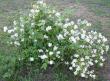 tn_gallery_14_178_17628.jpg