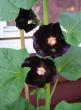 tn_gallery_14_178_24488.jpg