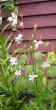 tn_gallery_14_178_26425.jpg