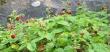 tn_gallery_14_178_40242.jpg