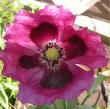 tn_gallery_14_178_41271.jpg