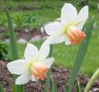 tn_gallery_14_245_45062.jpg