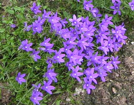 gallery_14_246_18030.jpg