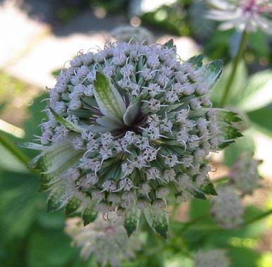 gallery_14_246_22936.jpg