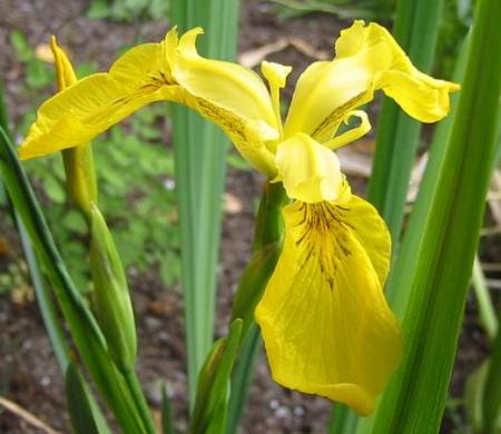 gallery_14_246_1210.jpg
