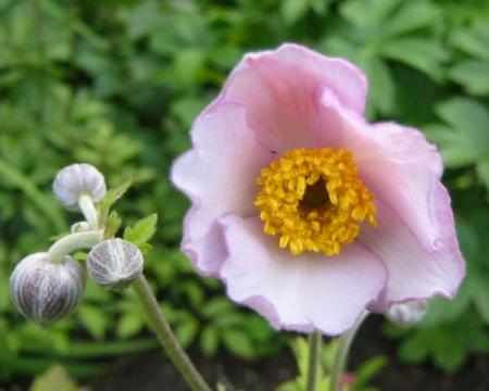 gallery_14_246_5278.jpg