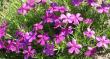 tn_gallery_14_246_10816.jpg