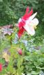 tn_gallery_14_246_13782.jpg