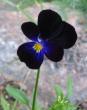 tn_gallery_14_246_23486.jpg
