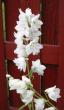 tn_gallery_14_246_23753.jpg