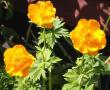 tn_gallery_14_246_43903.jpg