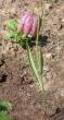 tn_gallery_14_246_45224.jpg