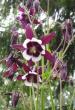 tn_gallery_14_246_46493.jpg