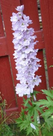 gallery_14_246_13521.jpg