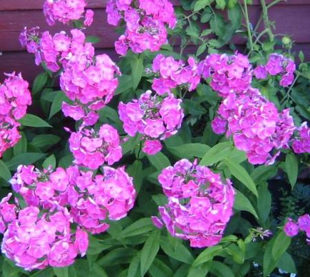 gallery_14_246_16799.jpg