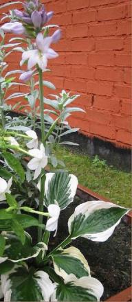 gallery_14_246_39746.jpg