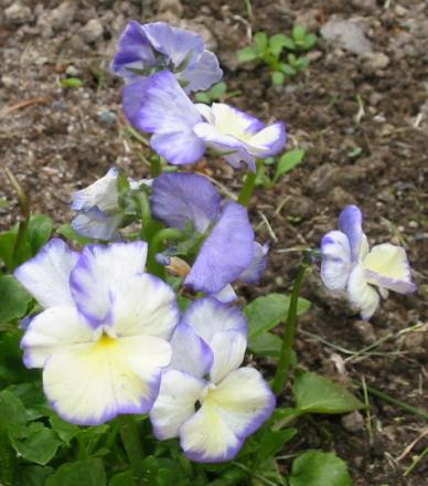 gallery_14_246_65849.jpg