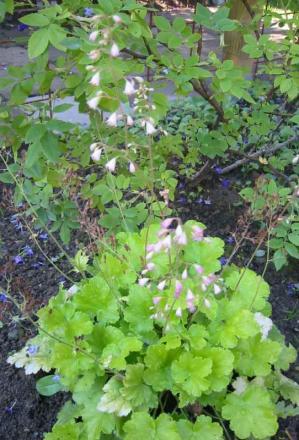 gallery_14_246_70410.jpg