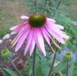 tn_gallery_14_246_25256.jpg