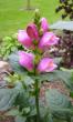 tn_gallery_14_246_26750.jpg