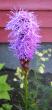 tn_gallery_14_246_40351.jpg