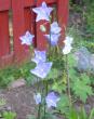 tn_gallery_14_246_5599.jpg