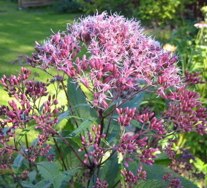 gallery_14_246_25642.jpg