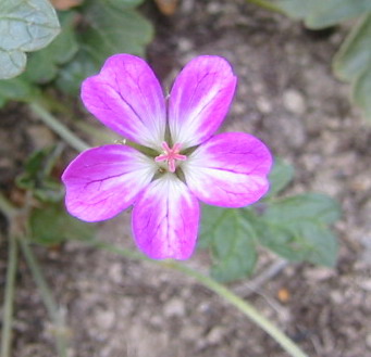 gallery_14_246_28137.jpg