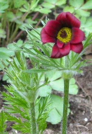 gallery_14_246_28240.jpg