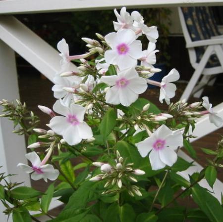 gallery_14_246_68810.jpg
