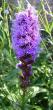 tn_gallery_14_246_20344.jpg