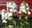 tn_gallery_14_246_6452.jpg
