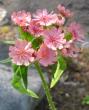 tn_gallery_14_246_75032.jpg