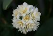 tn_gallery_5447_50_24423.jpg
