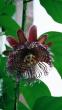 tn_gallery_9736_267_51461.jpg