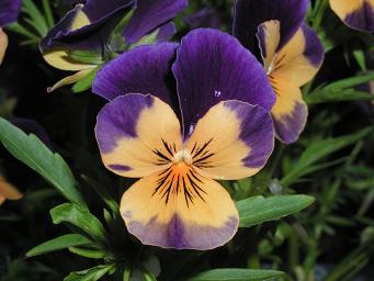 gallery_5447_41_7218.jpg