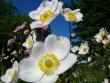 tn_gallery_365_272_26128.jpg