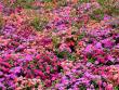 tn_gallery_365_272_92915.jpg