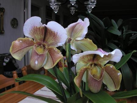 gallery_5447_117_46136.jpg