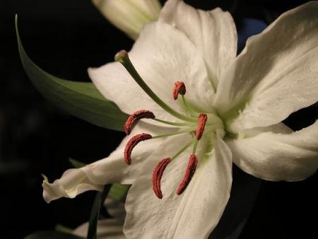 gallery_5447_42_17951.jpg