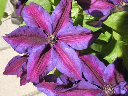 gallery_5447_55_8189.jpg